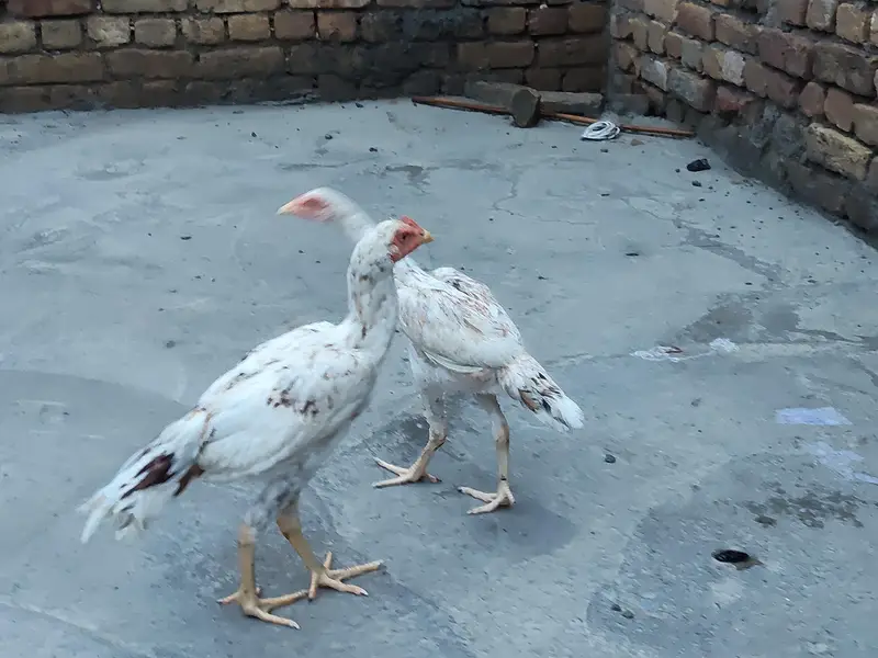 pure Quality Aseel pair — photo 5