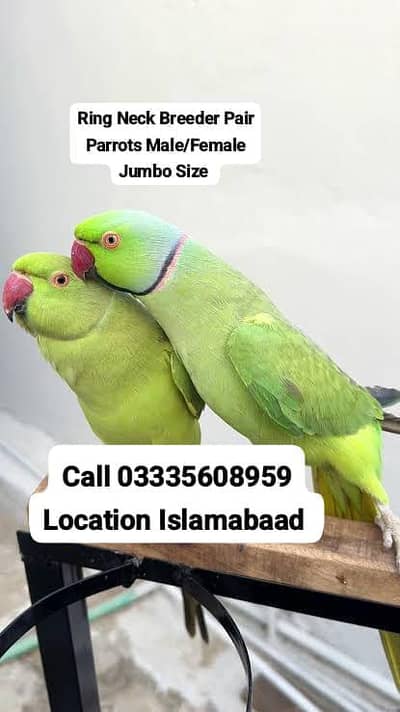 Green Ring Neck Breeder Pairs Parrots Male/Female Jumbo Size