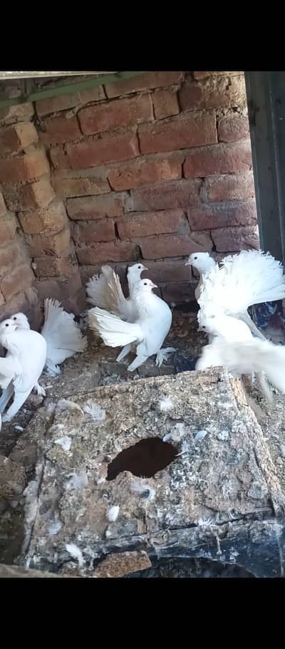"Lucky " indian fantal pigeons and fence Hens for sale.
