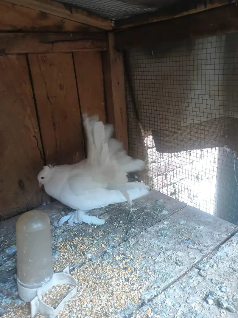 "Lucky " indian fantal pigeons and fence Hens for sale. — photo 4