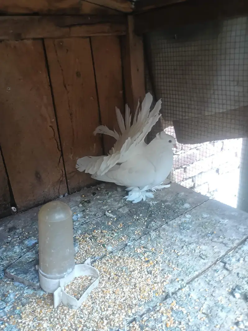 "Lucky " indian fantal pigeons and fence Hens for sale. — photo 2