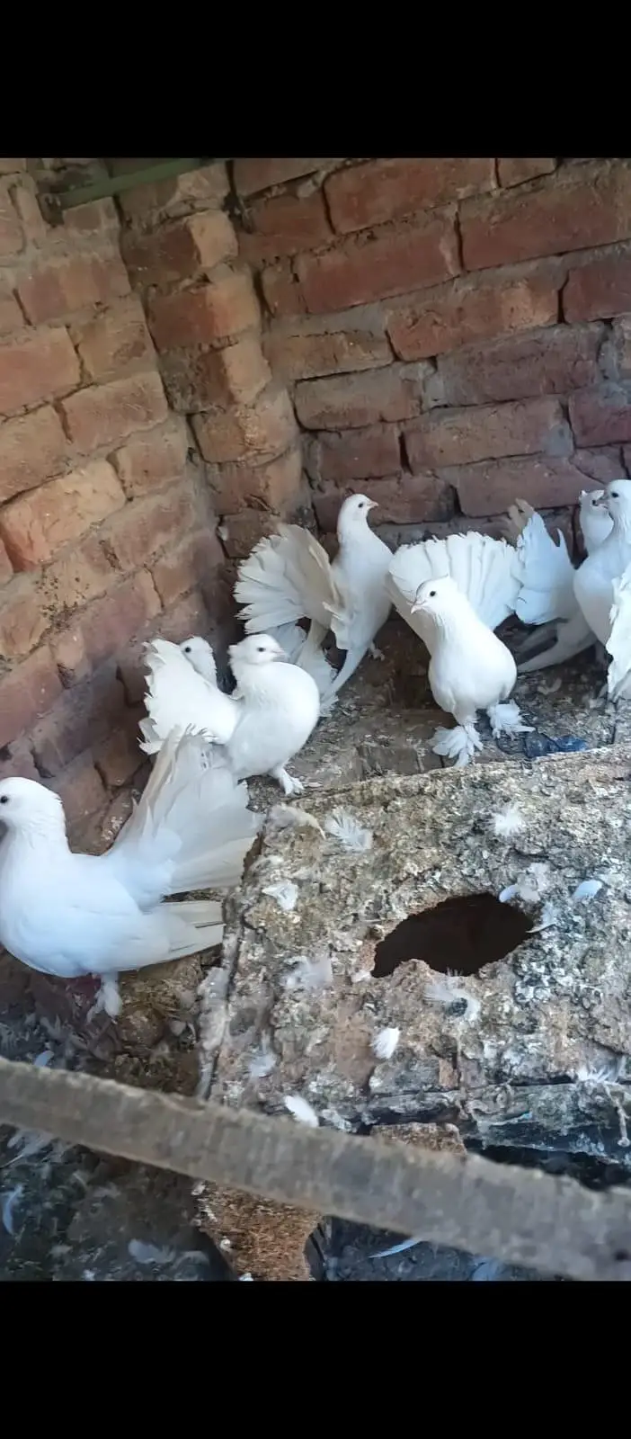 "Lucky " indian fantal pigeons and fence Hens for sale. — photo 5
