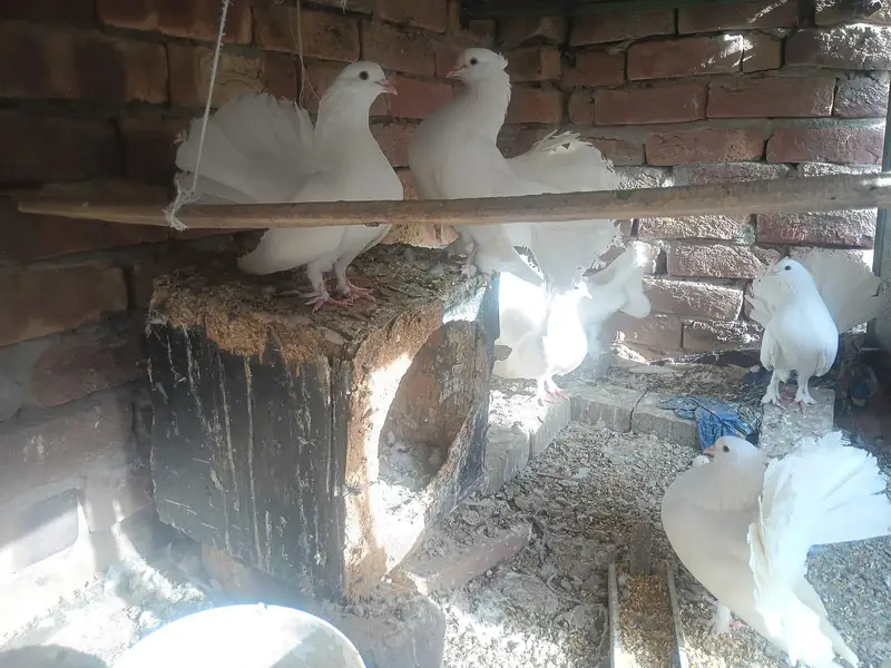 "Lucky " indian fantal pigeons and fence Hens for sale. — photo 6