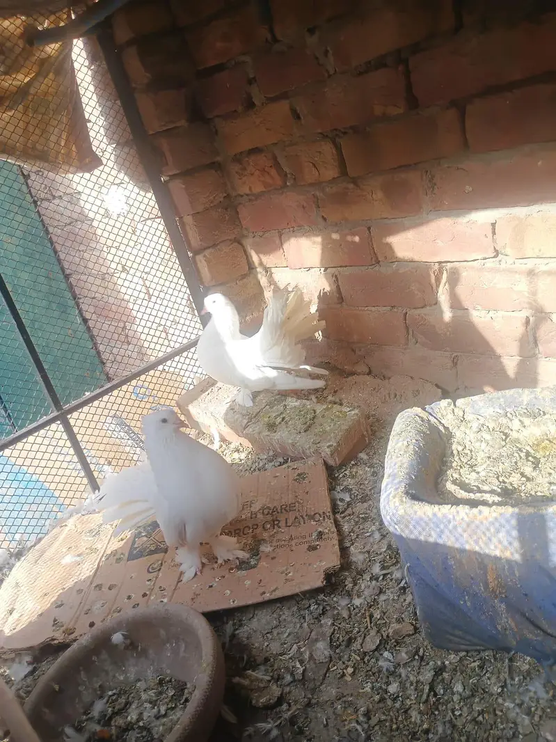 "Lucky " indian fantal pigeons and fence Hens for sale. — photo 7