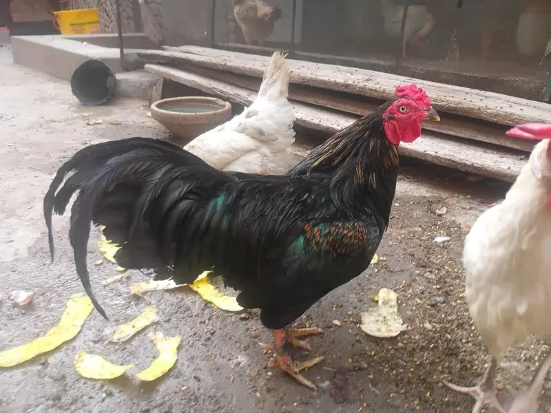 "Lucky " indian fantal pigeons and fence Hens for sale. — photo 8