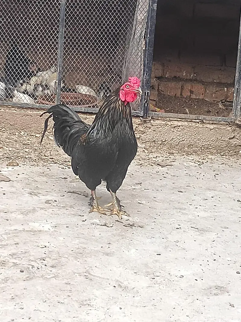 "Lucky " indian fantal pigeons and fence Hens for sale. — photo 9