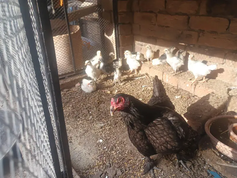 "Lucky " indian fantal pigeons and fence Hens for sale. — photo 10