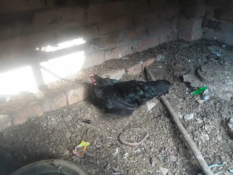 "Lucky " indian fantal pigeons and fence Hens for sale. — photo 11