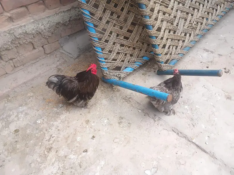 "Lucky " indian fantal pigeons and fence Hens for sale. — photo 12
