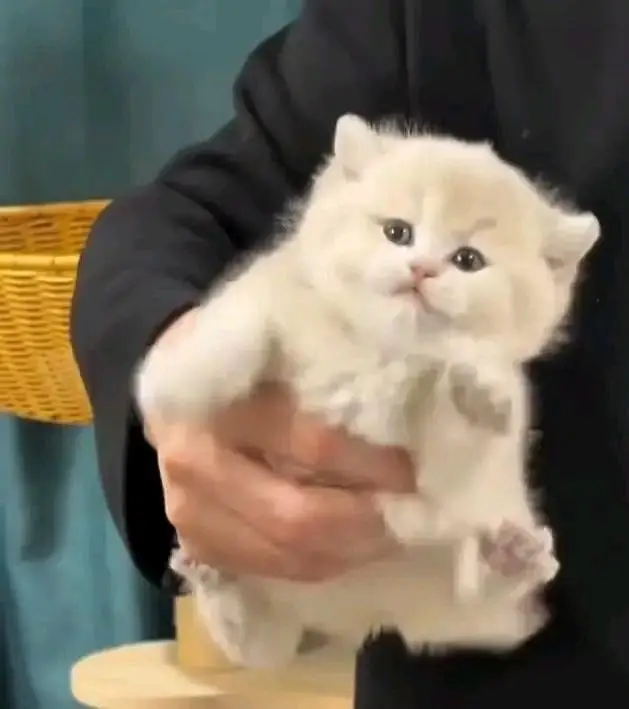 Cats | Persian | kittens |  Blue Eyes | O348O163O63 щatsap^⁠_⁠^^⁠_⁠^ — photo 2