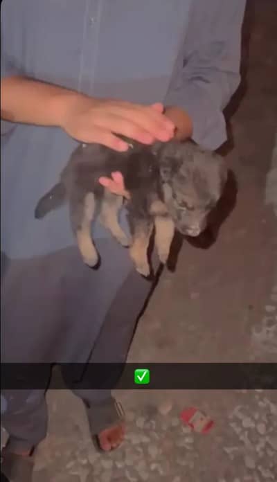 German shepherd puppy