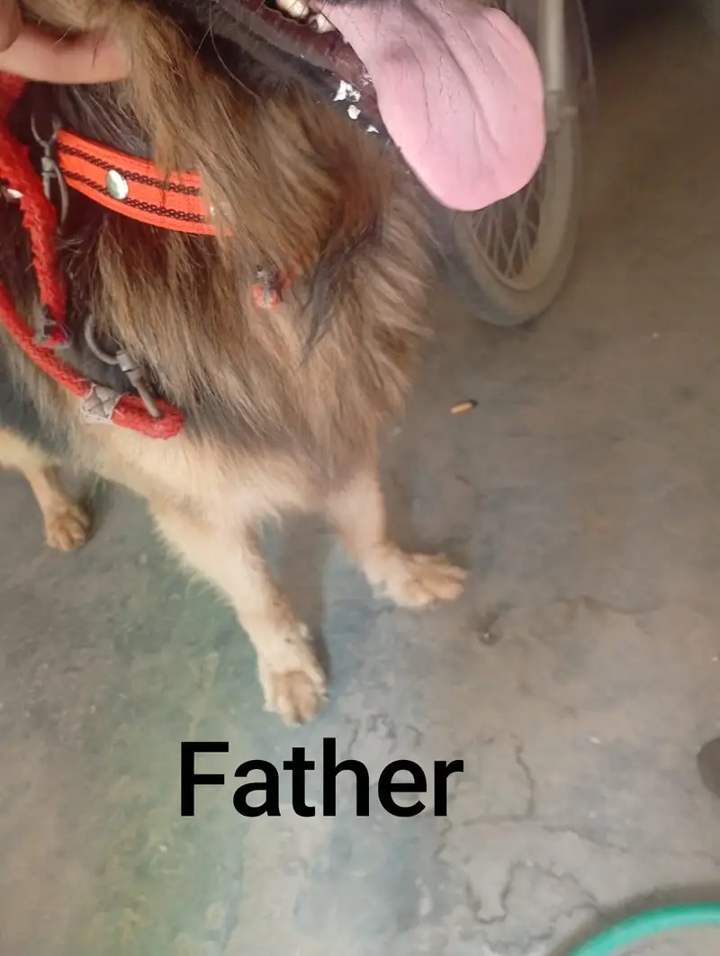 German shepherd puppy — photo 2