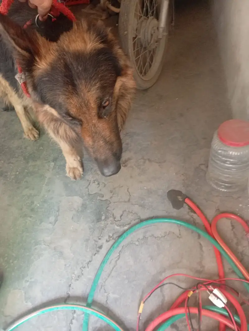 German shepherd puppy — photo 4