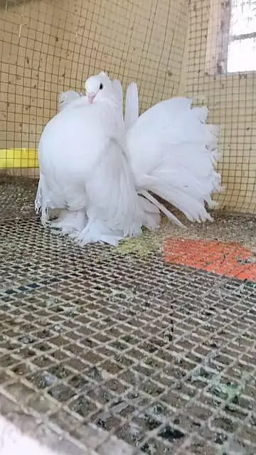"Lucky " indian fantal pigeons and fence Hens for sale. — photo 3