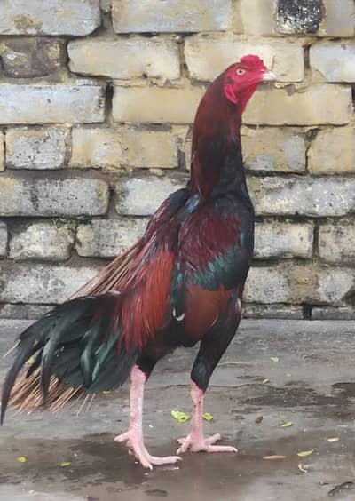 High Quality Thai & Lakha Crossed Aseel Rooster