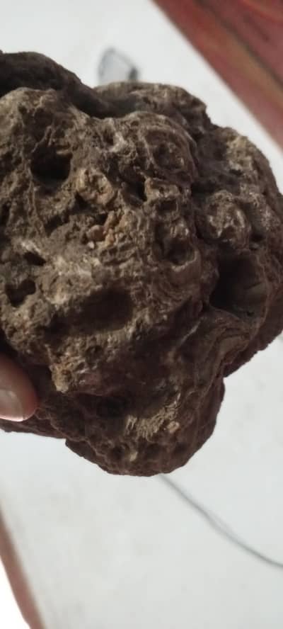 Coral stone fossiles