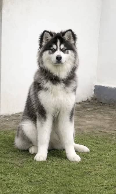 Pure Husky