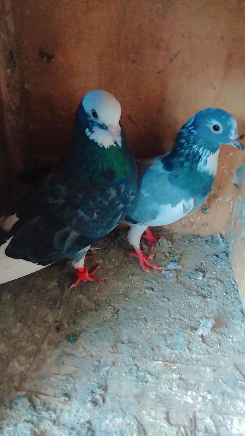 dabaz pair 1