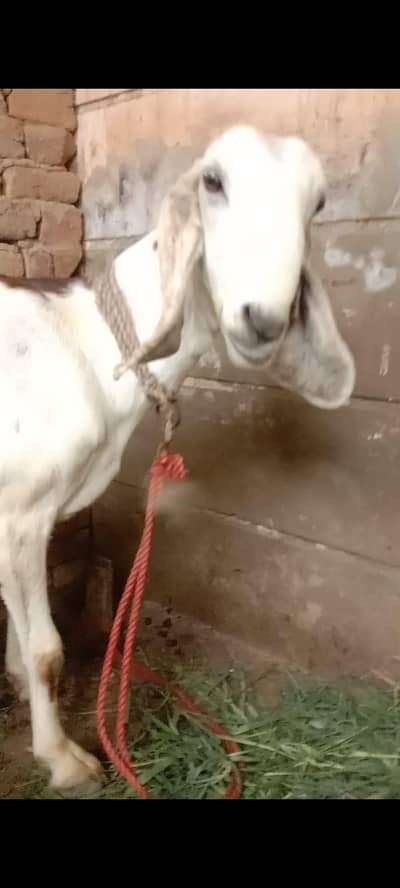 Doghli Bakri With Beautiful Male Kid