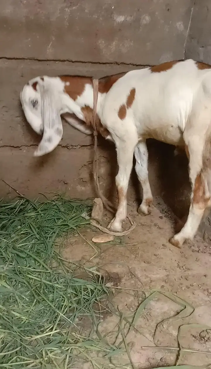 Doghli Bakri With Beautiful Male Kid — photo 2