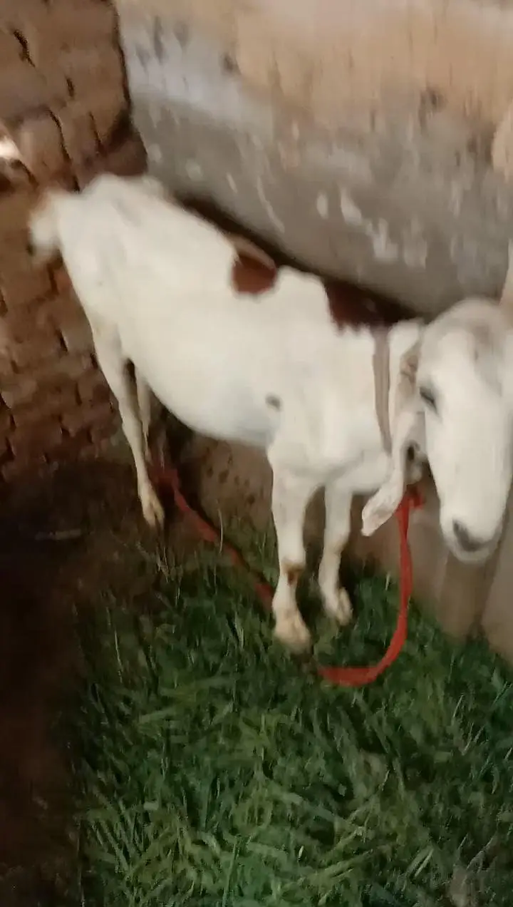 Doghli Bakri With Beautiful Male Kid — photo 4