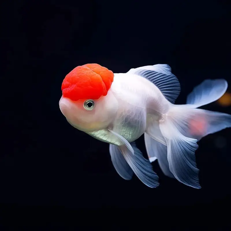 Fish & Aquarium Munasib