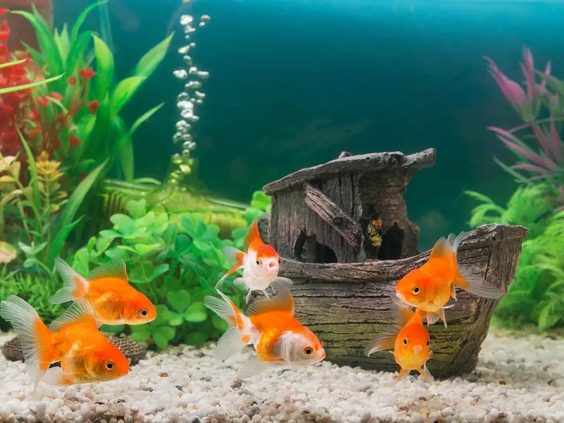 Fish & Aquarium Munasib — photo 2