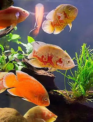 Fish & Aquarium Munasib — photo 3