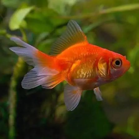 Fish & Aquarium Munasib — photo 5