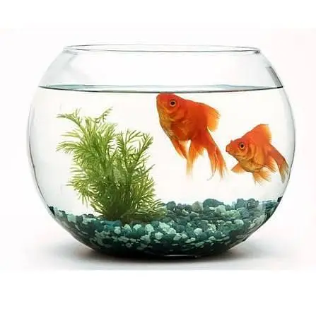 Fish & Aquarium Munasib — photo 6