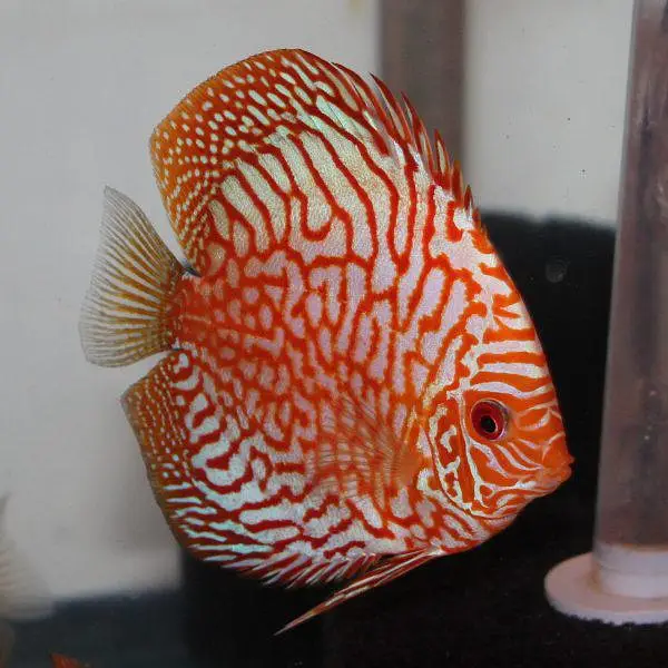Fish & Aquarium Munasib — photo 10