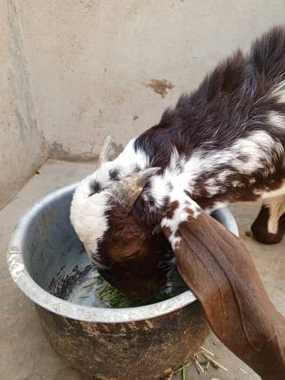 Pure Kamori Bakri, bakri Goats, Gulabi Bakri, Makka chenna Bakri