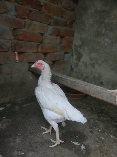 hera Aseel /Aseel murga /Aseel murgi/Aseel chiks/Aseel egg