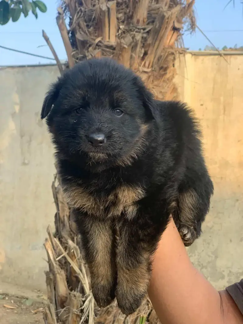 German Shepherd Puppies — photo 2