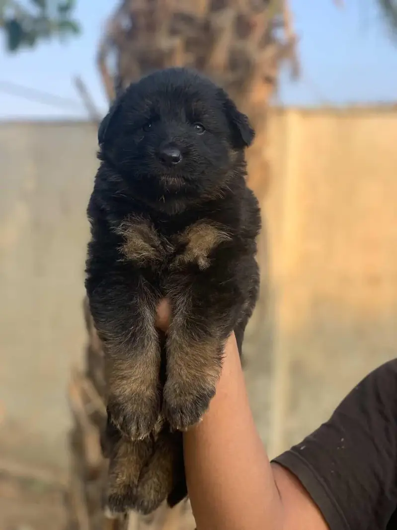 German Shepherd Puppies — photo 3