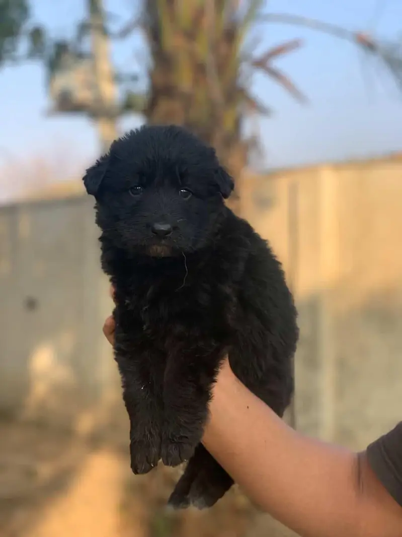 German Shepherd Puppies — photo 4