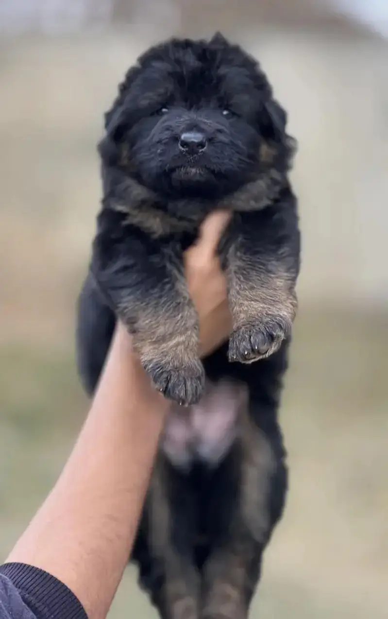 German Shepherd Puppies — photo 5