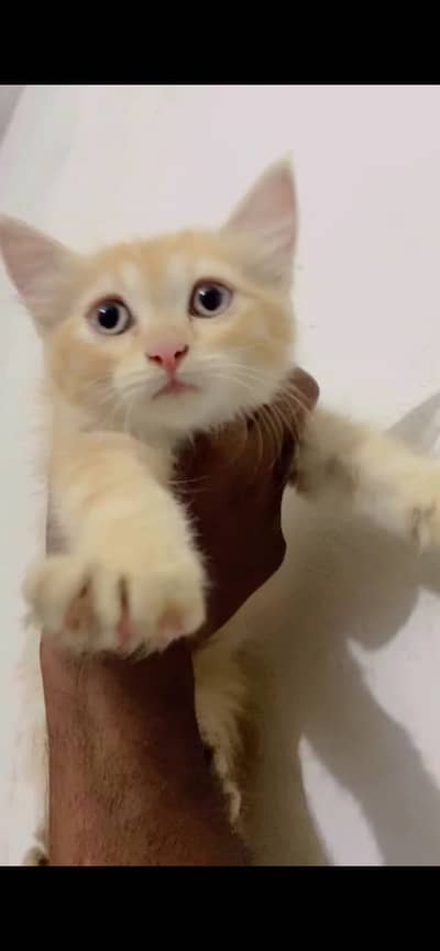 2 Semi Persian Kiitens