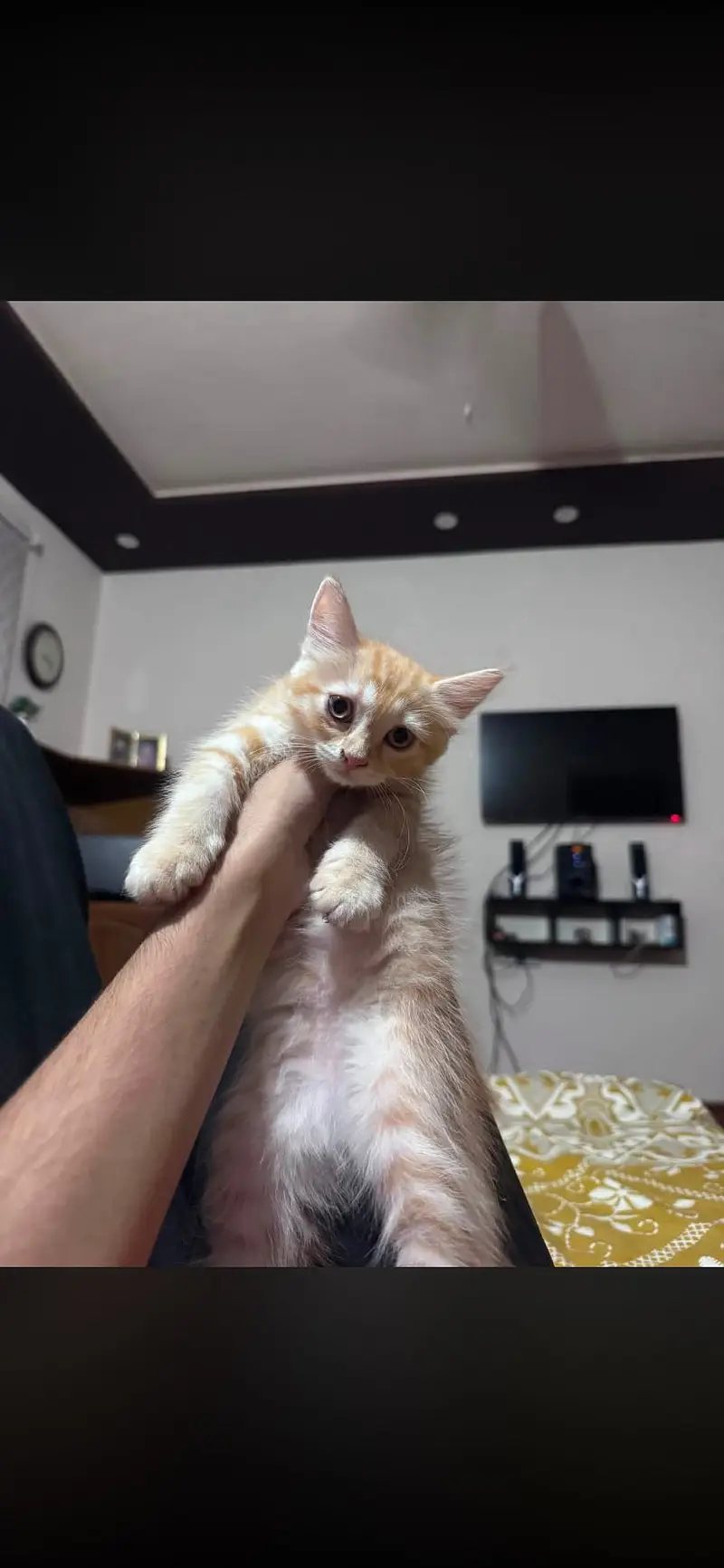 2 Semi Persian Kiitens — photo 2