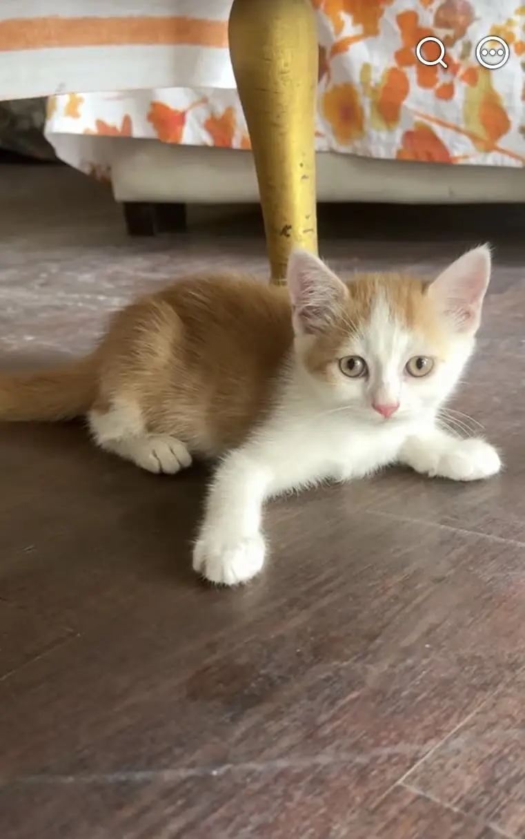 2 Semi Persian Kiitens — photo 3