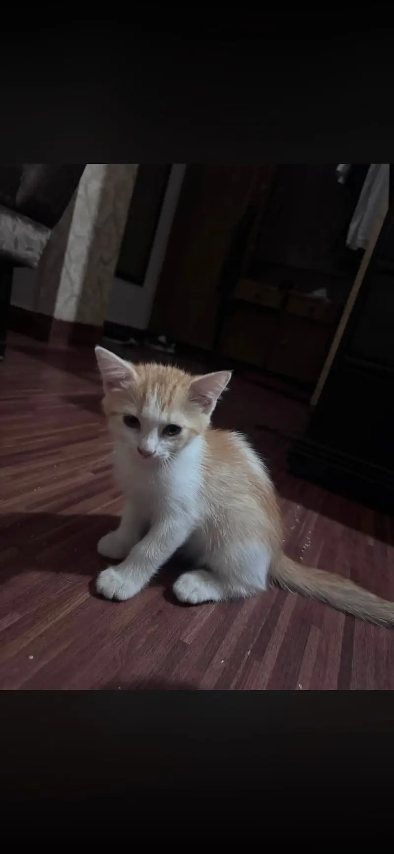 2 Semi Persian Kiitens — photo 4