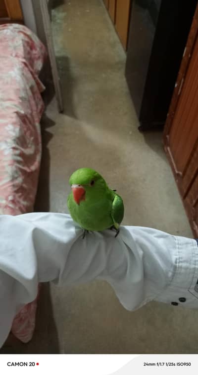 ringneck parrot female self chick