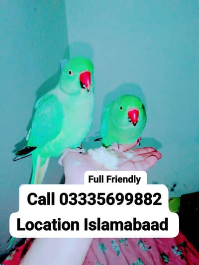 Single 5,500 Hand Tamed Friendly Green Ring Neck Parrot's Male/Female