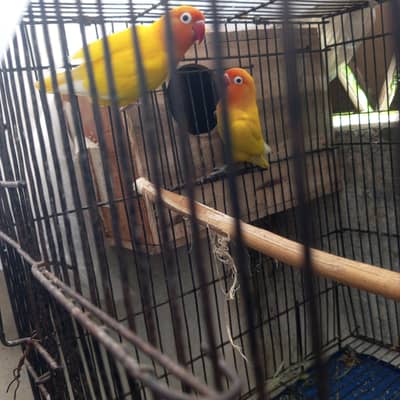 Breader love bird pair for sale