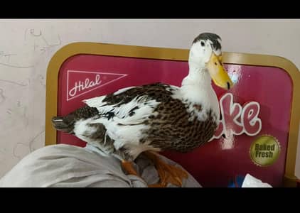 1 male 2 female ducks