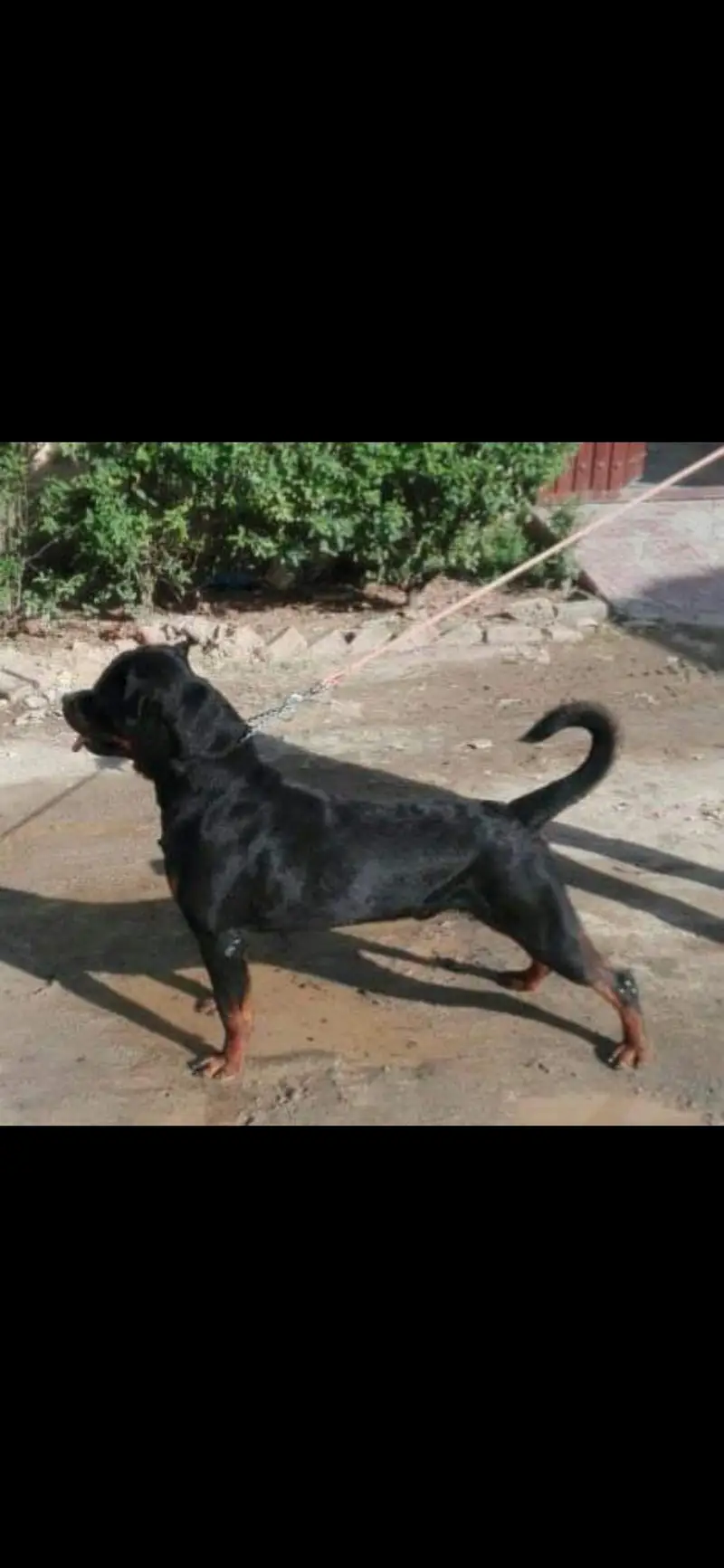 Rottweiler male — photo 2