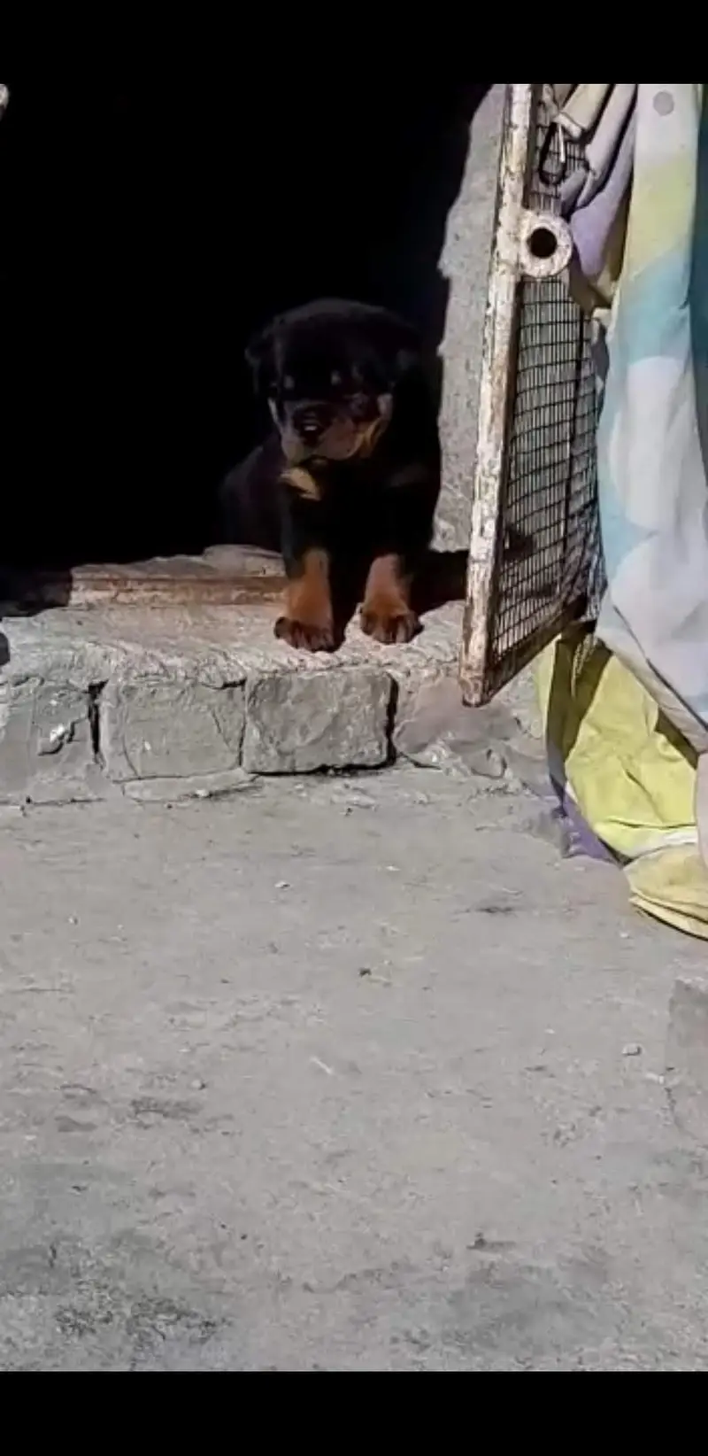 Rottweiler male — photo 4