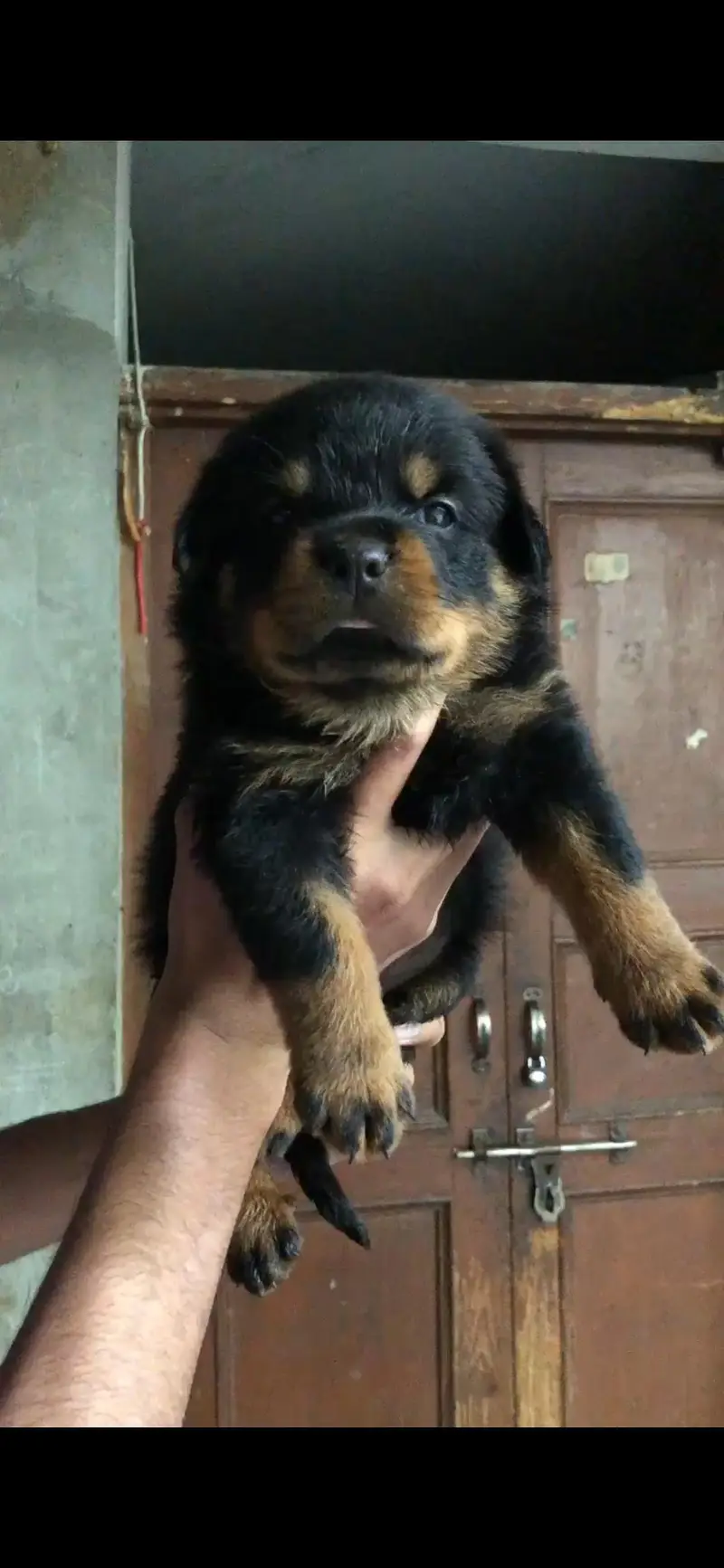 Rottweiler male — photo 5