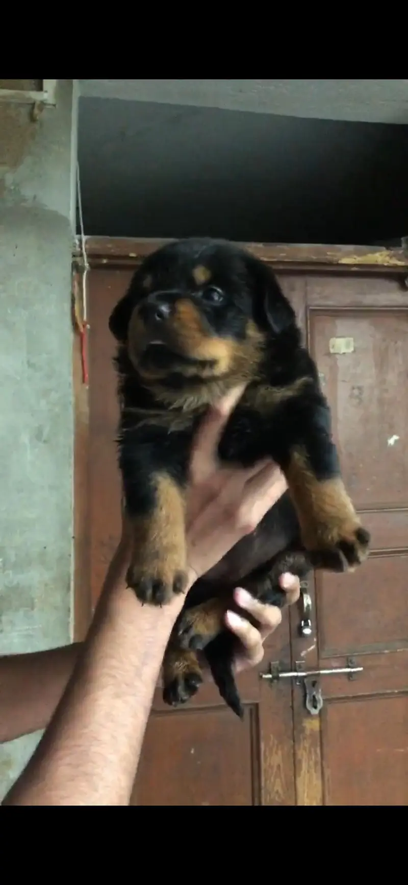 Rottweiler male — photo 6