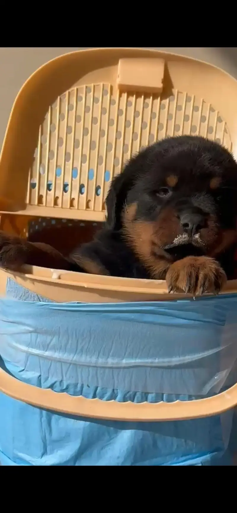 Rottweiler male — photo 7